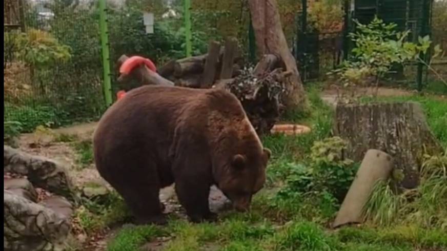 Животные в фокусе: любовь и забота.🐻🐦