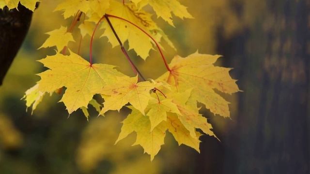 Осень - Сергей Чекалин