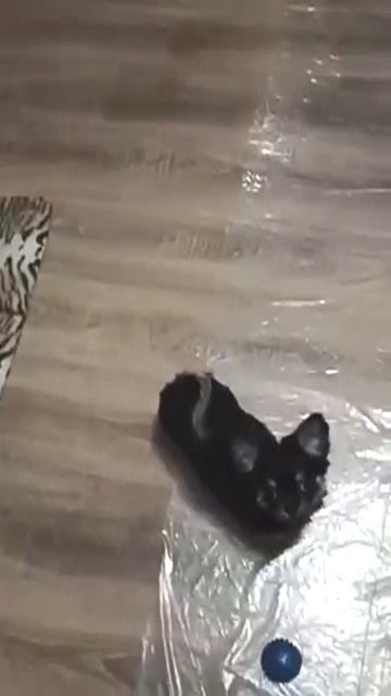 Джерри, дай Лапу! (24)/Маленький да удаленький