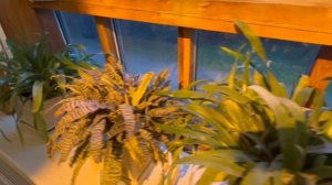 Царицыно-Оранжерея-2_Необычная парочка_08-10-2025