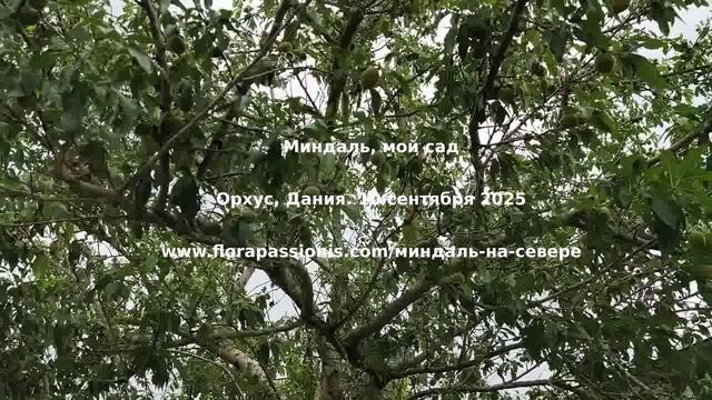 Миндаль на севере, мой сад, Дания