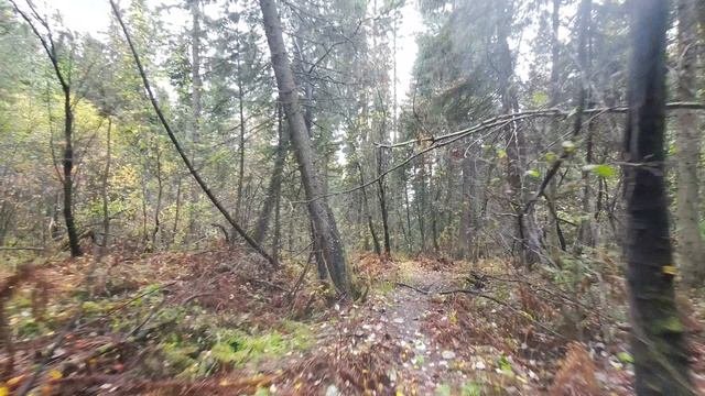 Осенний лес 07.10.2025