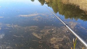 Клюёт карась в сентябре.