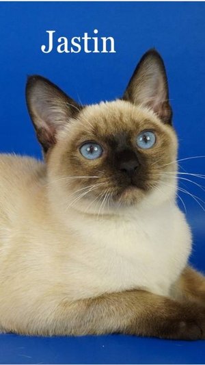 Слайд-шоу фото, Тайский котик Jastin Gamlet, 4 месяца, сил-пойнт - ждет хозяев!