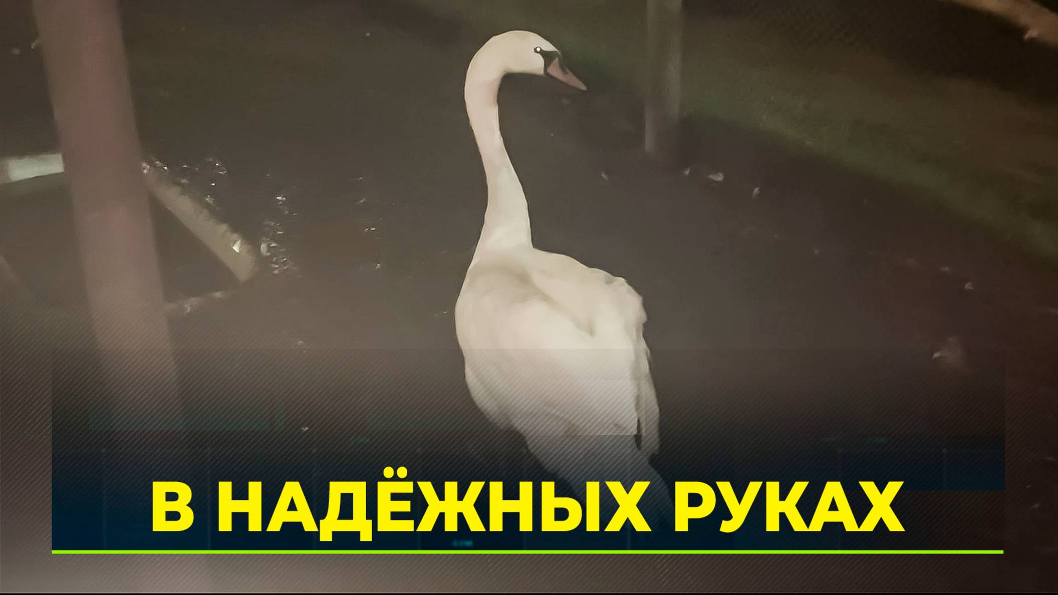 Краснокнижного лебедя-шипуна доставили в Новый Уренгой вертолётом