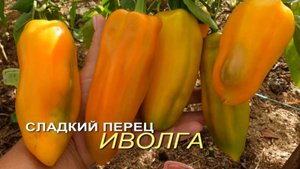 Сладкий перец ИВОЛГА. Обзор сортов ПЕРЦА!