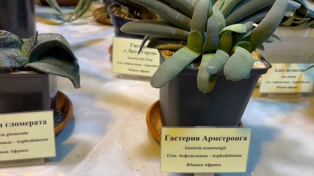 Царицыно-Оранжерея-2_Толстики)_08-10-2025 смотреть онлайн