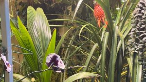 Царицыно-Оранжерея-2_Коконас)_8-10-2025