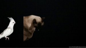 В опис