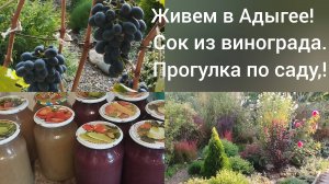 Переехали в Адыгею/Делаем сок из винограда/Прогулка по саду 8 октября/