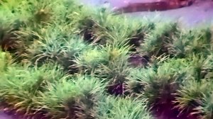 1987 год. Тюменская область. Высадка кедров