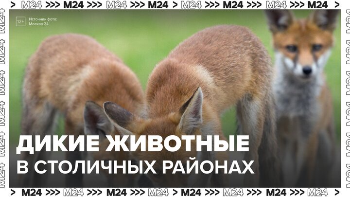 Лисы, лоси и кабаны стали чаще появляться в столичных районах - Москва 24