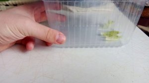 Как содержать обычную гусеницу, которую вы нашли на листе салата. Очень крутое познавательное видео.