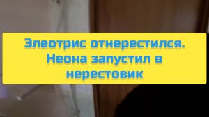 ЭЛЕОТРИС ОТНЕРЕСТИЛСЯ, НЕОНА ЗАПУСТИЛ В НЕРЕСТОВИК