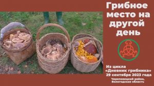Грибное место на другой день. Дневник грибника 29 сентября 2023 года.