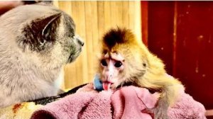 Я пытаюсь уговорить кота Басика взять под свою опеку спасенного Финика)))