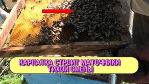 11 ДЕНЬ ИЗОЛЯЦИИ ПЧЕЛИНЫХ МАТОК