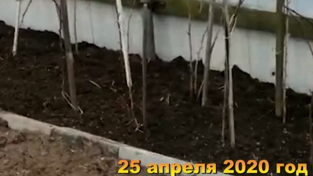 7 соток. Обработка малинника Хроника 25 апреля 2020 год