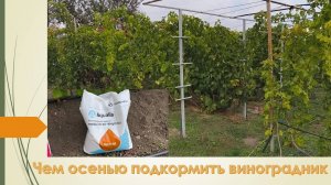 Важная осенняя подкормка виноградника и сада. Октябрь 2025
