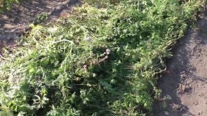 О сидерате ФАЦЕЛИЯ