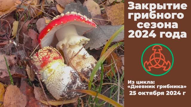 Закрытие грибного сезона 2024 года. Дневник грибника 25 октября 2024 года. смотреть онлайн