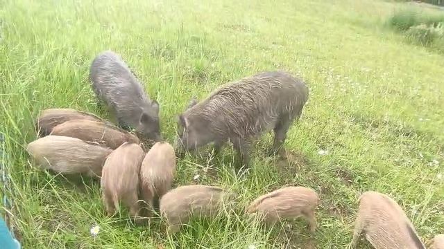 Семейство на подкормке