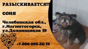 Пропала собака! СОНЯ. Челябинская обл., г.Магнитогорск.