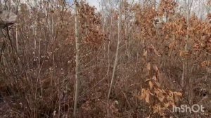 Перезалив.  Охота с курцхааром на фазана.