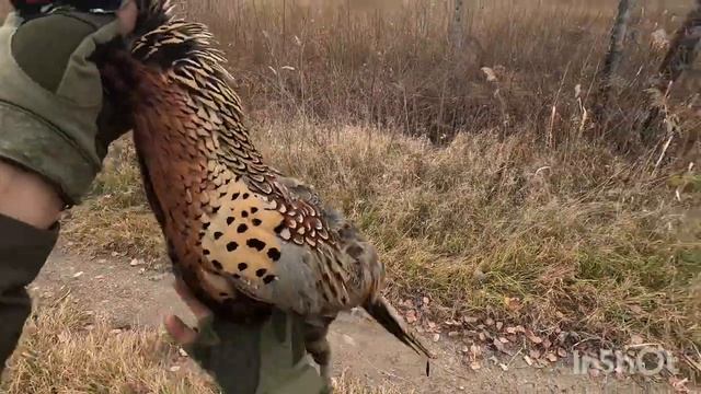 Перезалив. Охота с курцхааром. смотреть онлайн