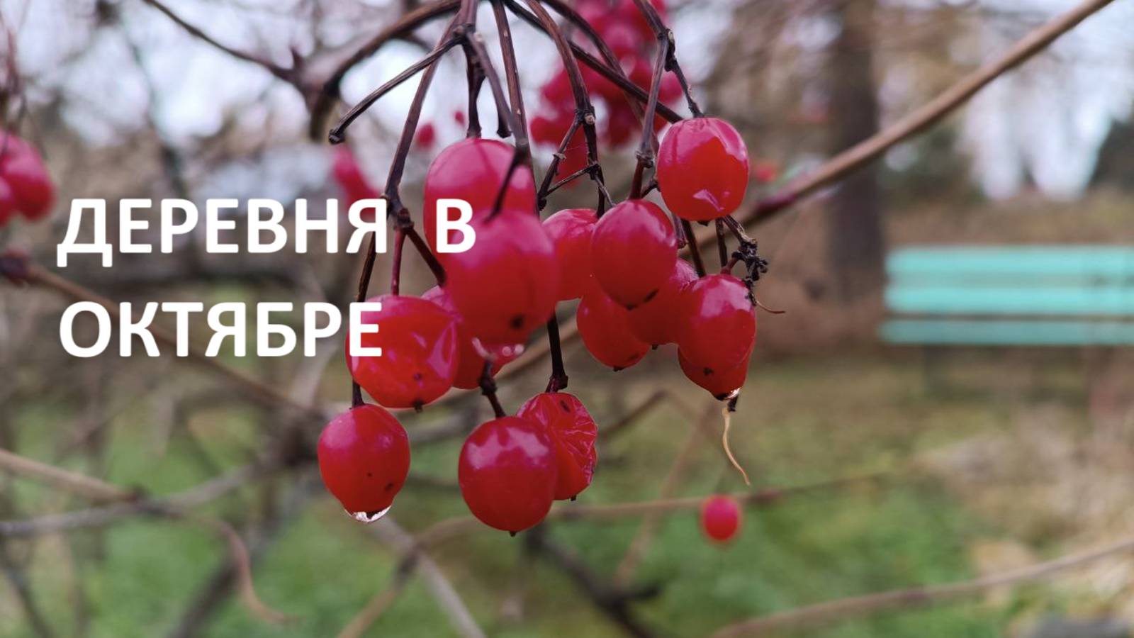 Дачный влог: дорога на дачу// природа под музыку Баха// пасека// вода в город// шиповник на зиму.