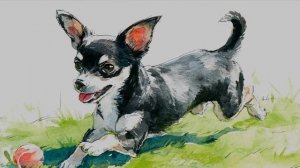 Чихуахуа-чудилья