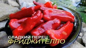 Сладкий перец ФРИДЖИТЕЛЛО (Friggitello). Обзор сортов ПЕРЦА!