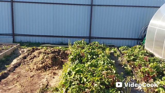 Наши 8,4 сотки.Высадила все новые мускарики и гиацитнты.Выкопала гладиолусы.