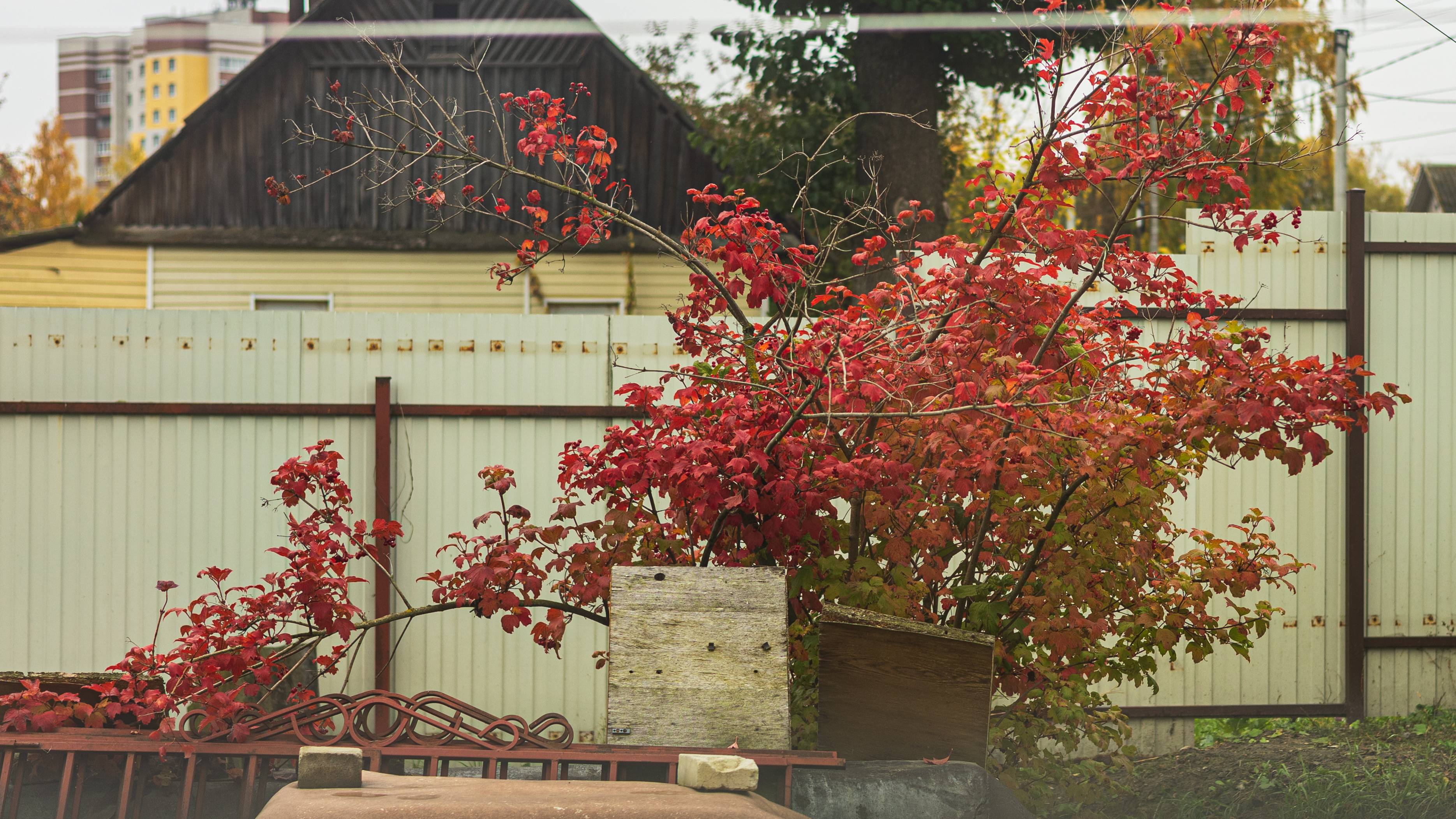 Davinci- Моей Головы.... смотреть онлайн