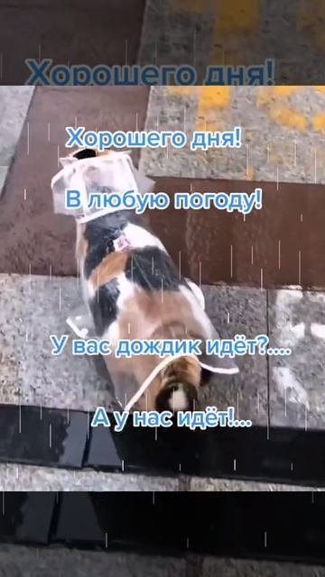 VID_20251008_060928_707.mp4