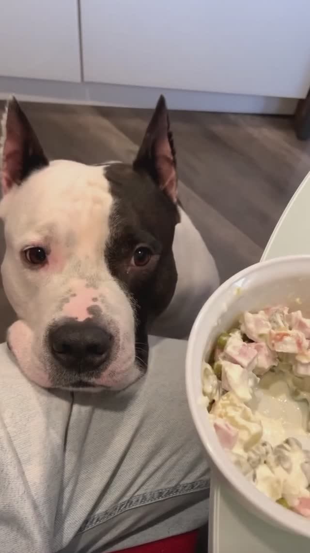 Жизнь в доме, где живет собака. #shorts смотреть онлайн