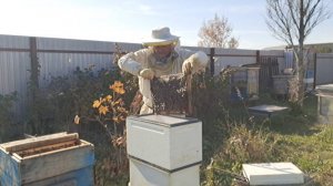 Пересаживаю семьи в пеноулики, есть ли там расплод?