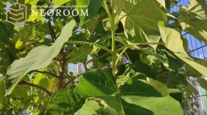 Осторожно, это видео остановит ваше дыхание....