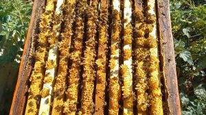 Сокращаю пчелосемьи. 22 сентября, 2025 года.