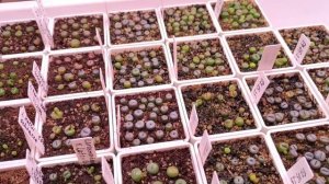 1. Жизнь литопсов из семян:  0 - 4 месяца