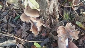 опята на огороде