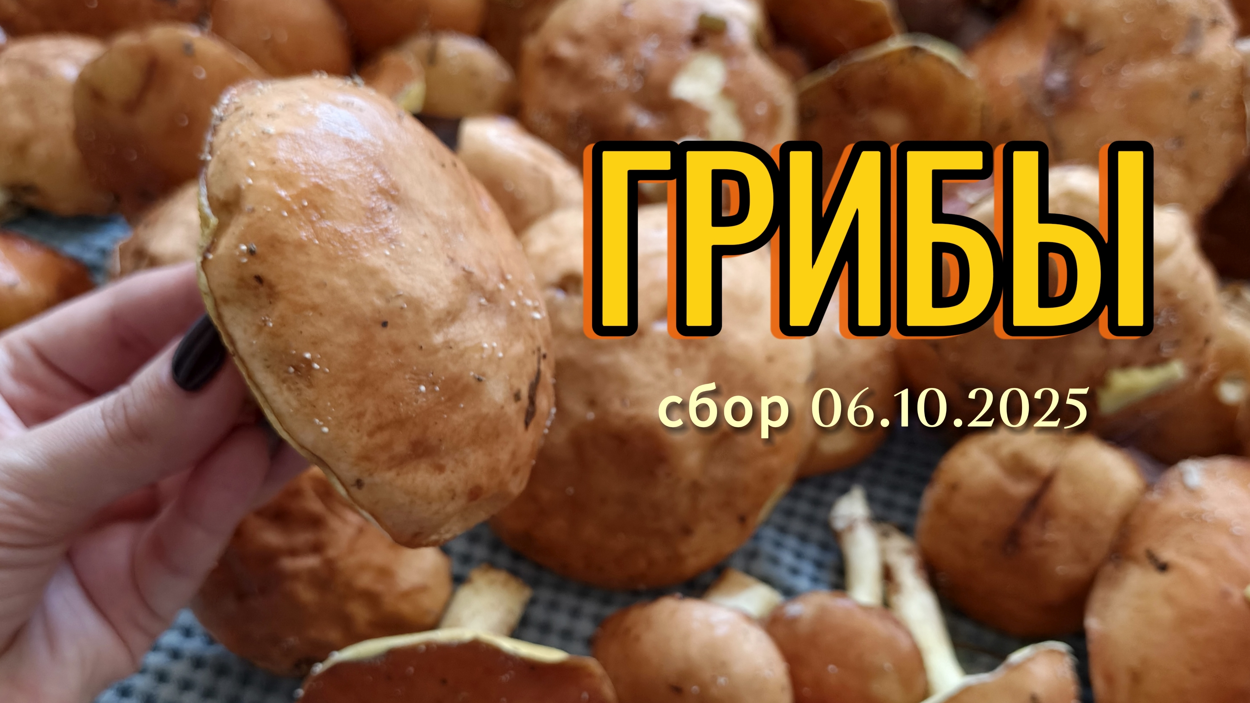 ГРИБЫ ДЕБРИ ЛЕС И МЫ