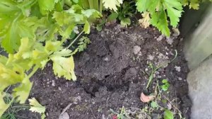 Сельдерей черешково- листовой сорт Королевский. Собираю урожай 8 сентября