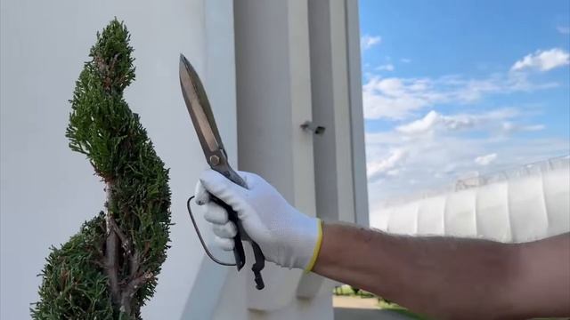 Topiary Art, Topiary Process, Tree Shaping, Diy Topiary, Garden Sculpture, Satisfying Transformation