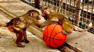 Степашка и Маняшка весело играют в футбол, а Люся просто приклеилась к папе Владу)))