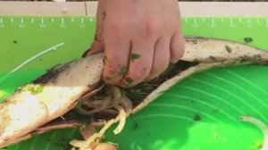 Нежная и сочная скумбрия на мангале