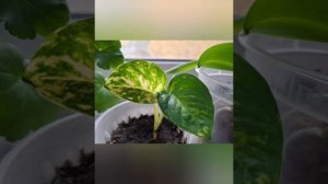 Живу на съёмной квартире, осень, озеро, цветы рады солнцу