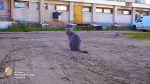 "Эмоциональное выгорание зооволонтёров"