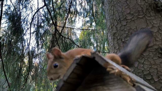 Игорь Скерцо - Белка, Павловск, Октябрь 2025