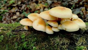 ЗИМНИЕ  ОПЯТА  2024